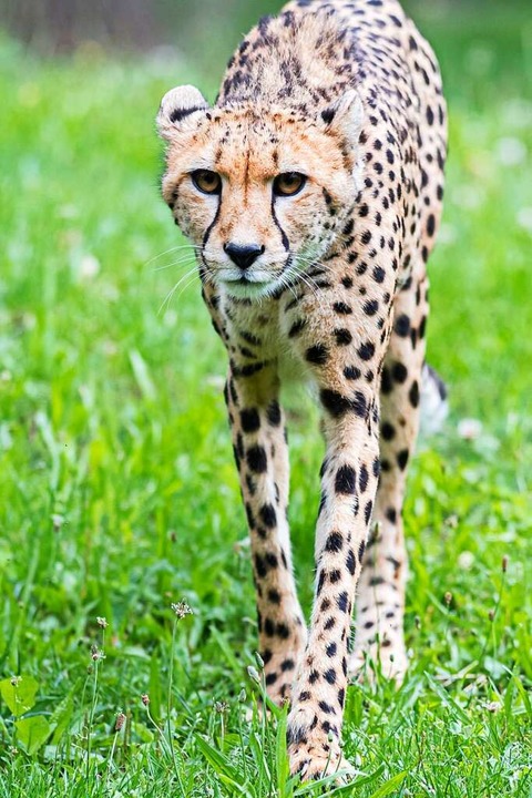 Gepardin Dina  | Foto: Torben Weber (Zoo Basel)