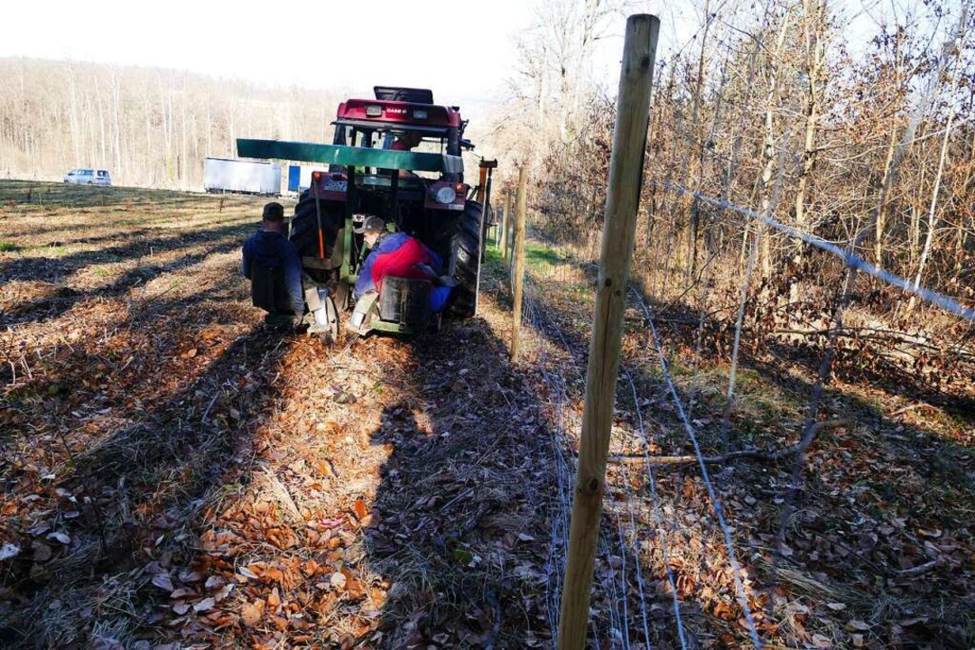 Zur am Traktor angehängten Setzmaschin... das Bäumepflanzen schwere Handarbeit.  | Foto: Victoria Langelott