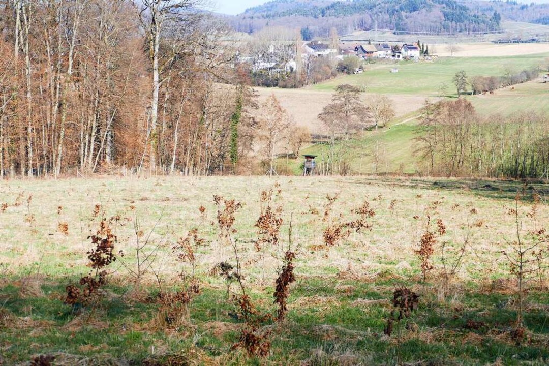 Auch ein Wald fngt einmal klein an &#...steinabbau im Egringer Wald gepflanzt.  | Foto: Victoria Langelott
