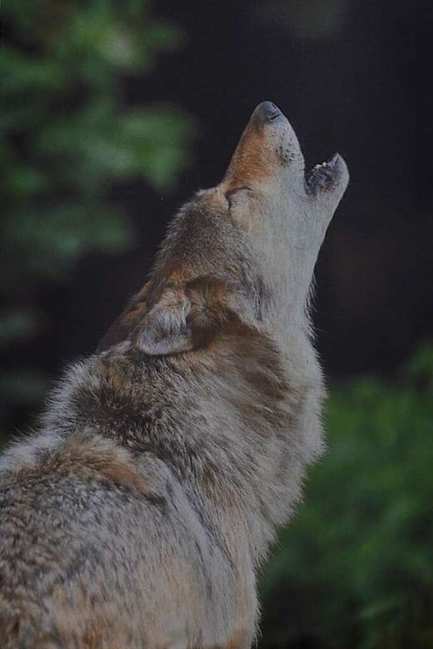 Die Baubewilligung für die Wolfsanlage steht noch aus.  | Foto: Daniel Gramespacher
