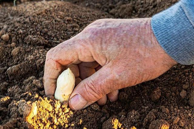 Der erste Spargel in der Region rund um Freiburg ist gestochen