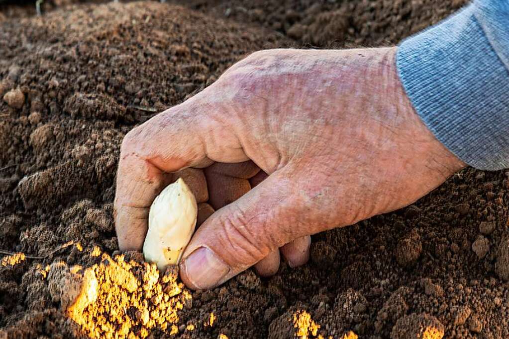 The first asparagus in the region around Freiburg has been pricked – Bad Krozingen