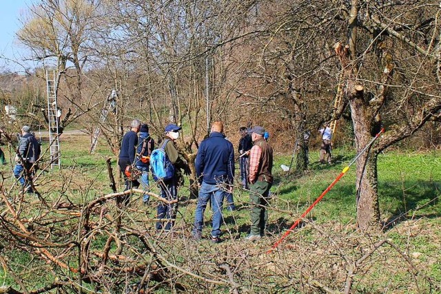 Bei Tutschfelden haben Freiwillige am ...Bume auf Streuobstwiesen geschnitten.  | Foto: Landratsamt