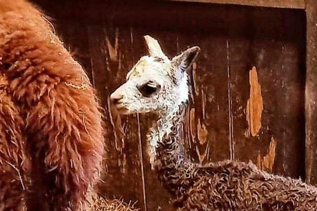 Alpaka-Fohlen lag tot im Stall – wenige Tage nach seiner Geburt