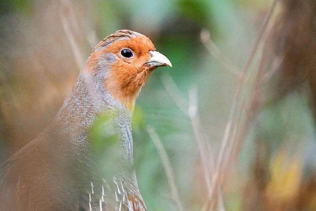 Population der Rebhühner schrumpft – Vogelschützer zählen die Tiere im Markgräflerland