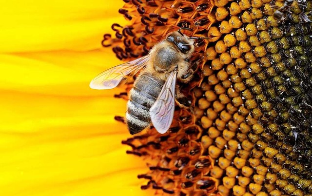 Auch Insekten mgen Sonnenblumen.  | Foto: Franziska Kraufmann