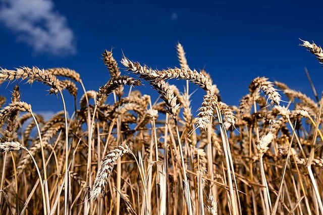 Fr die Ernhrung der Bevlkerung spielt Weizen eine wichtige Rolle.   | Foto: Arne Dedert (dpa)