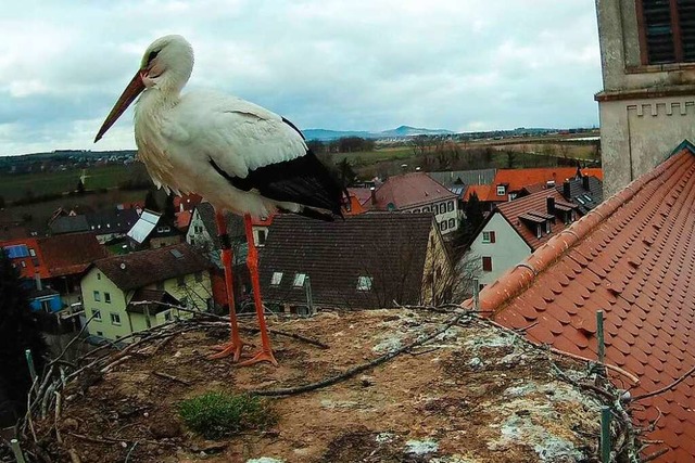 Noch allein: ein Storch auf dem Dach der Mengener Kirche  | Foto: Kai Hoffmann