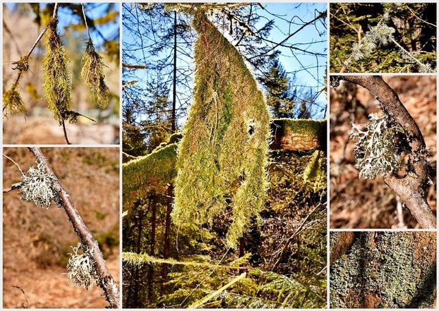 Flechten kommen berall in der Natur vor.  | Foto: Philippe Thines