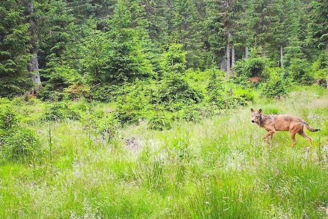 Leiter des neuen Wildtierinstituts: 