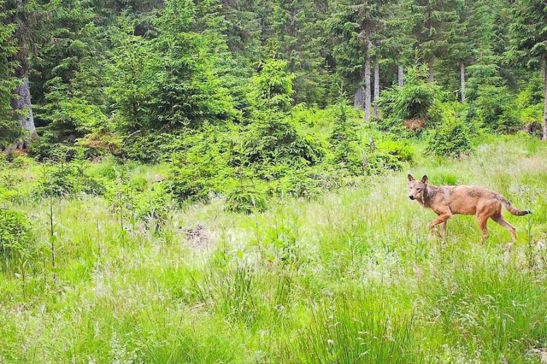 Drei Wölfe sind gesichert im Südschwar...äftigt sich das neue Wildtierinstitut.  | Foto: Forstliche Versuchs- und Forschungsanstalt Freiburg (FVA)