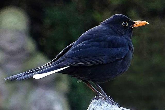 Amsel mit weier Feder hat schlechte Karten bei der Fortpflanzung