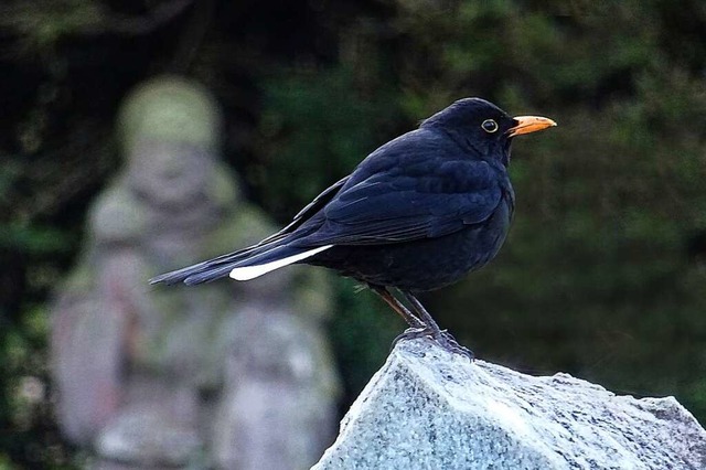 Eine BZ-Leserin hat die Amsel in Stegen entdeckt  | Foto: Susanne Hemmes