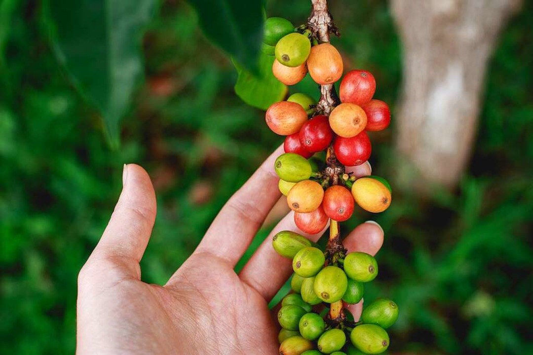 Kaffeebohnen sind im Anbau sehr anspruchsvoll.  | Foto: Katya Austin