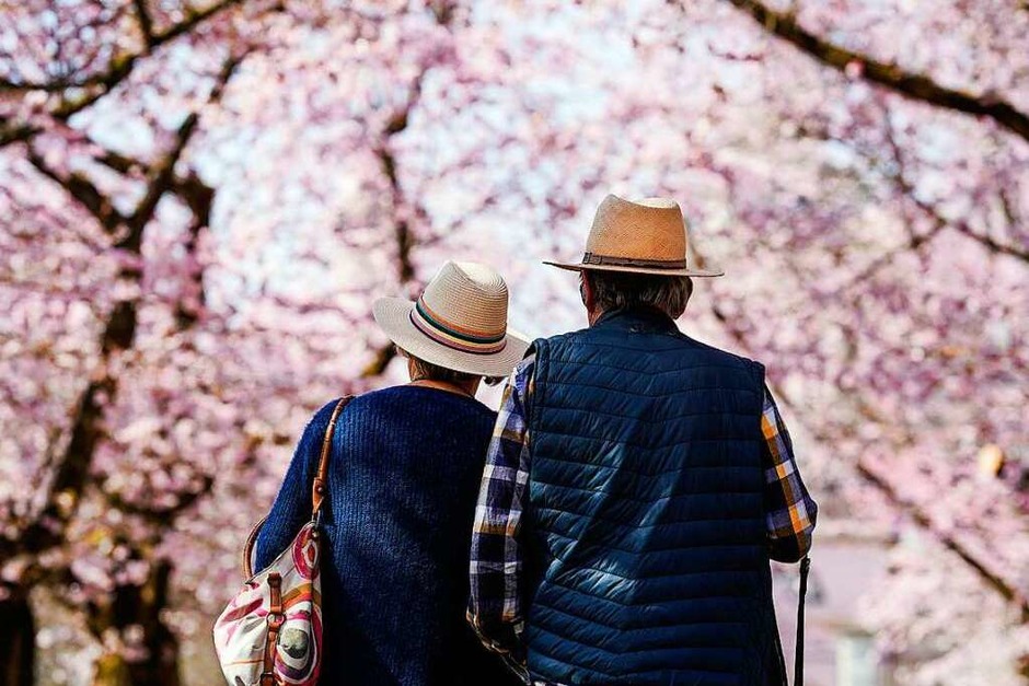 Zwei Besucher laufen im Schlossgarten des Schwetzinger Schlosses unter blühenden Bäumen der Japanischen Zierkirsche. (Foto: Uwe Anspach (dpa))