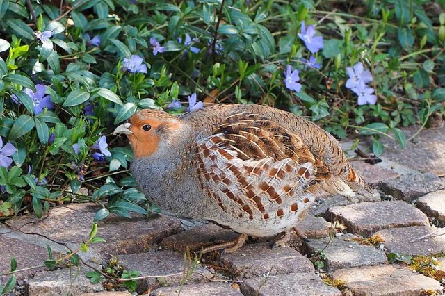 Beobachtet und fotografiert von BZ-Les...ahs: ein adulter Rebhahn in Buggingen.  | Foto: Uwe Maahs