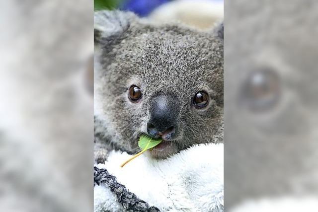 Koalas wurden als stark gefährdet eingestuft
