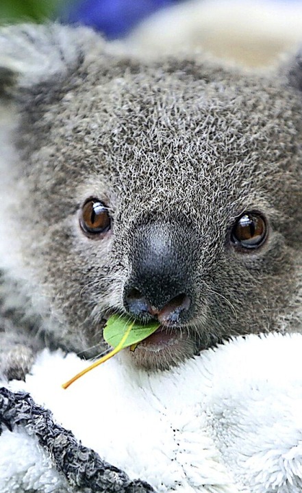 Koala-Baby mit Eukalyptusblatt  | Foto: Roland Weihrauch (dpa)
