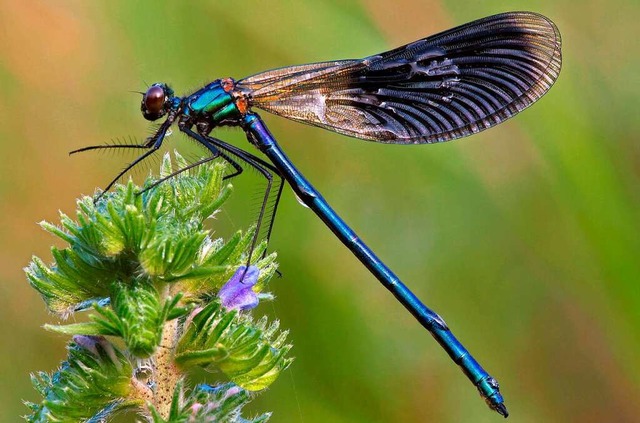 Durch die Vernetzung von Biotopen knn...kten und andere Tierarten profitieren.  | Foto: Patrick Pleul