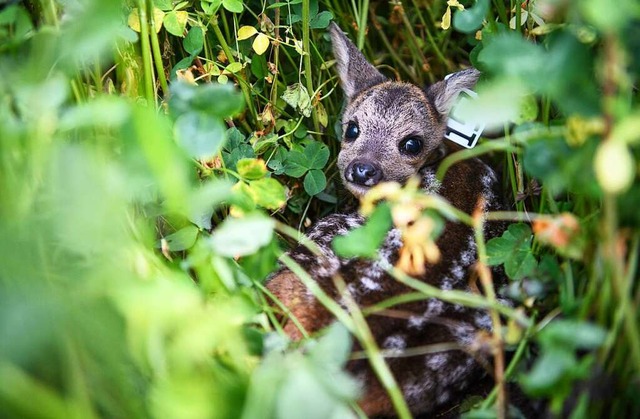 Ein Rehkitz versteckt sich zwischen de... Wiese. Ein Fall fr die Kitz-Rettung.  | Foto: Matthias Balk (dpa)