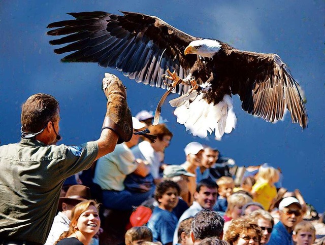 In diesem Jahr wird es die Greifvogelshows in der Parkarena wieder geben.  | Foto: Vogelpark Steinen