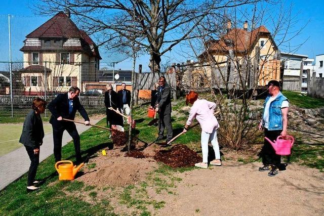 Zwei Bäume sind gepflanzt, 98 weitere sollen in Rheinfelden folgen