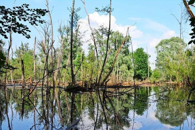 Die Petite Camargue Alsacienne ist Naturreservat – und nicht mehr Klrwerk