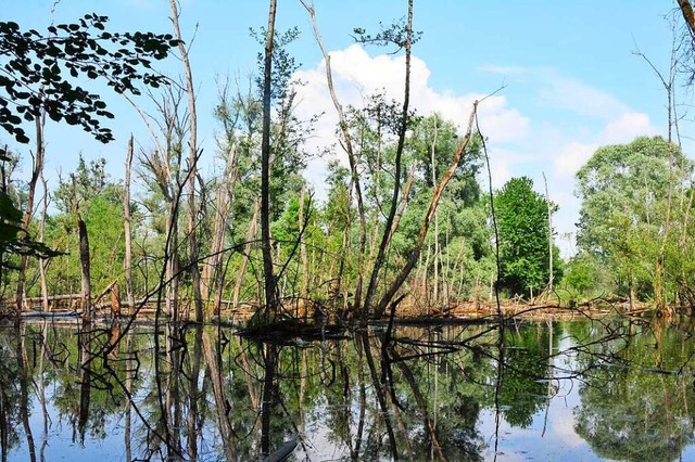 Wasser ist das zentrale Element in der Petite Camargue Alsacienne.  | Foto: Annette Mahro