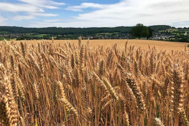 Mehr Weizen anzubauen geht fr viele Landwirte in Sdbaden nicht