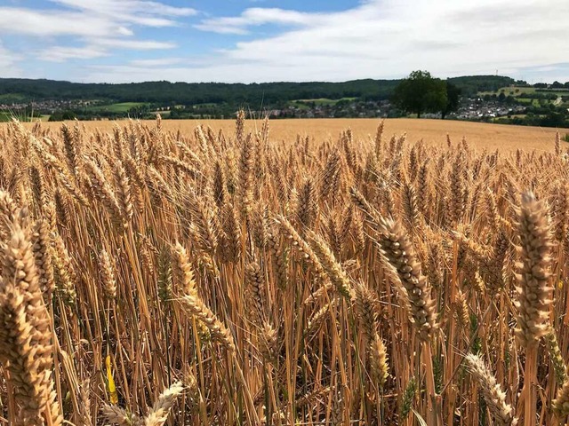 Der Anbau von Weizen ist in Kriegszeit...regional die Bevlkerung zu versorgen.  | Foto: Jutta Schtz