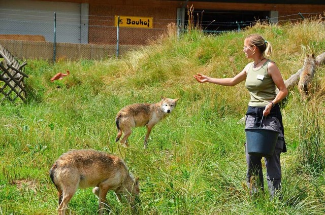 Fressen im Anflug: Tierpflegerin Sandr...ttert die Wlfe vom Wolfsgehege aus.   | Foto: Fertl Anita