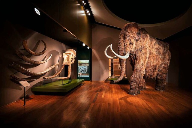 Das Naturhistorische Museum Basel begi...ter den gut 148.000 aus dem Jahr 2019.  | Foto: Gregor Brndlin