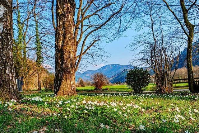 In Münstertal zwischen schneebedeckten Gipfeln und ersten Frühlingsblumen