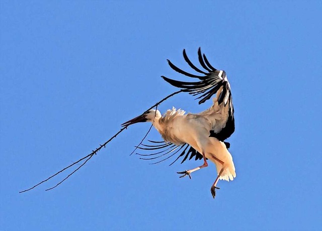 Storch im Landeanflug.  | Foto: Werner Heilmann