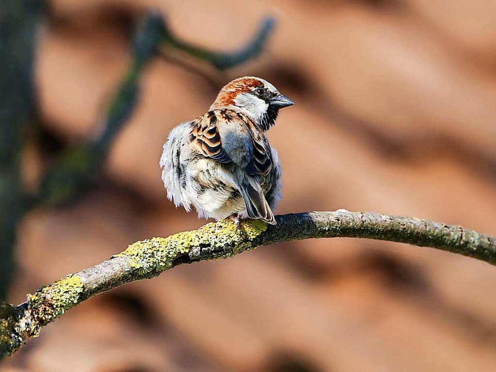 Ein hufiger Gast am  Altrhein: der Spatz