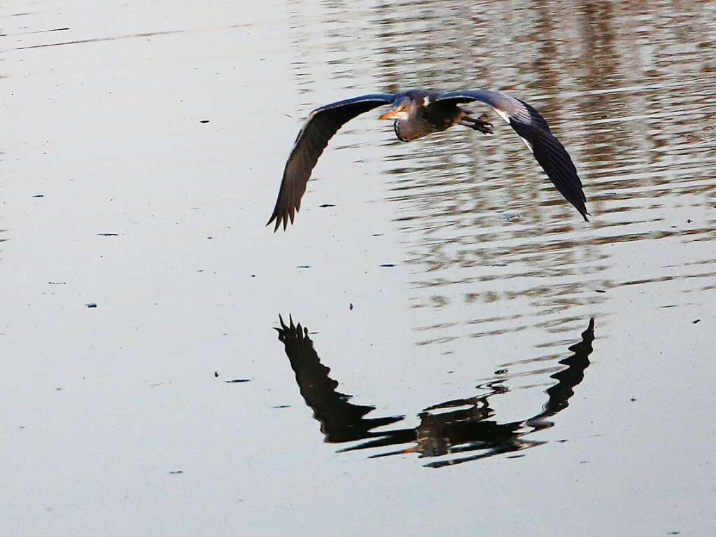 Anders als Strche ziehen Reiher ihren Hals im Flug in S-Form ein, wirken also kurzhalsig