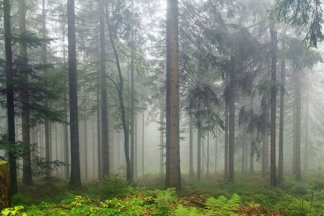 Der Wald ist nicht nur Sauerstoffprodu... daher oberste Prioritt.<Foto></Foto>  | Foto: Patrick Seeger (dpa)