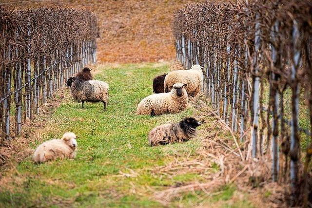 Warum Schafe in der Region Freiburg gern gesehene Helfer im Weinberg sind