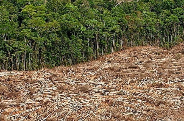 Gerodete Flche im Regenwald  | Foto: Marcelo Sayao (dpa)