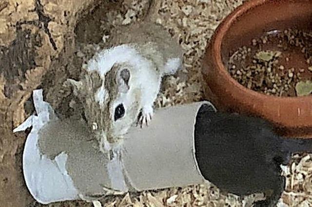 Eine Maus als Haustier
