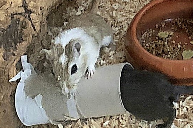 Eine Maus in ihrem Gehege  | Foto: privat