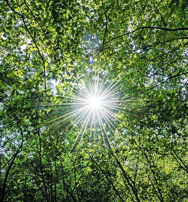 Ein Funken Sonne in Baumwipfeln  | Foto: Guido Kirchner