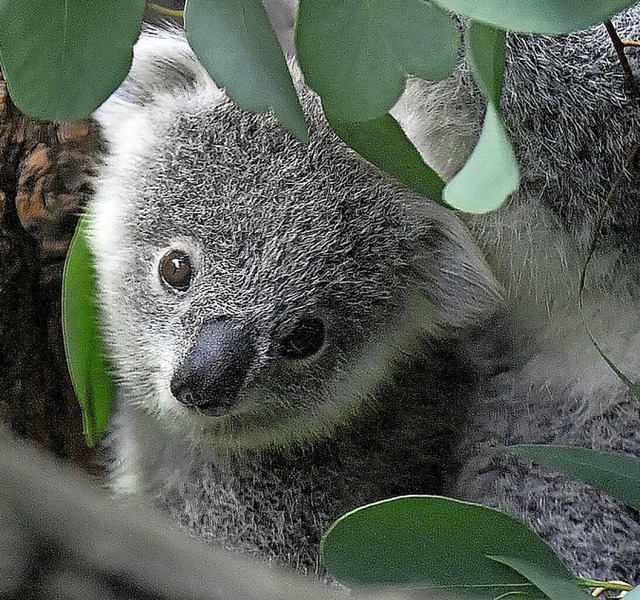 Ein Koala im Zoo Duisburg  | Foto: Martin Meissner (dpa)
