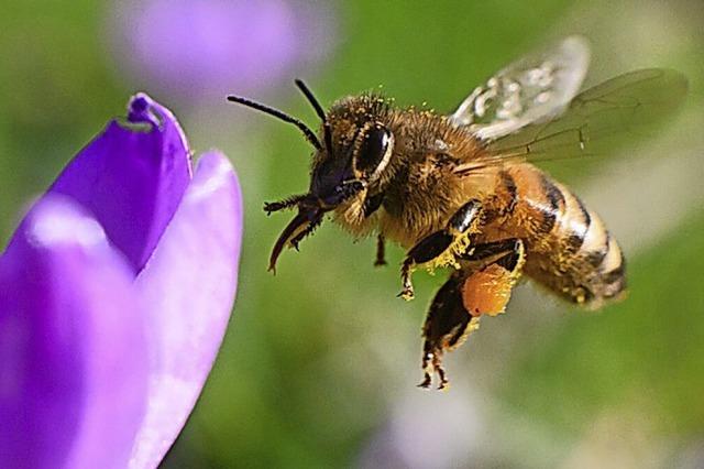Das Leben der Honigbiene