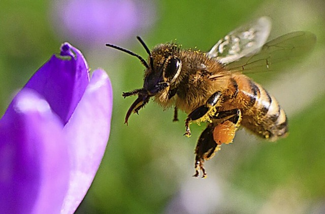 Eine Biene im Anflug  | Foto: Julian Stratenschulte (dpa)