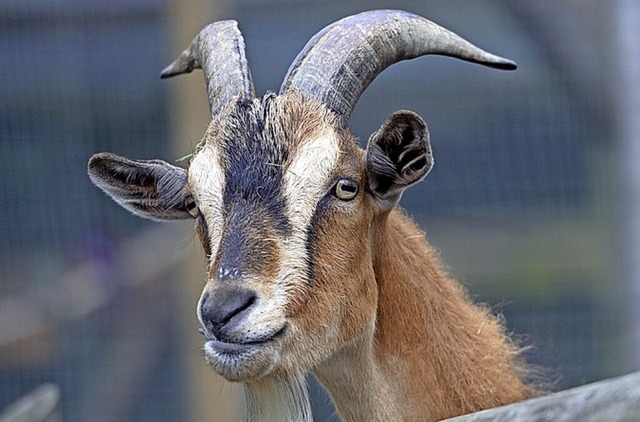 Ein Ziegenbock am Zaun.  | Foto: Federico Gambarini (dpa)