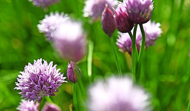 Die Blte des Schnittlauchs ist ebenso essbar, wie der Schnittlauch selbst.  | Foto: Andrea Warnecke