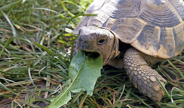 Eine Landschildkrte beim Mittagssnack  | Foto: privat