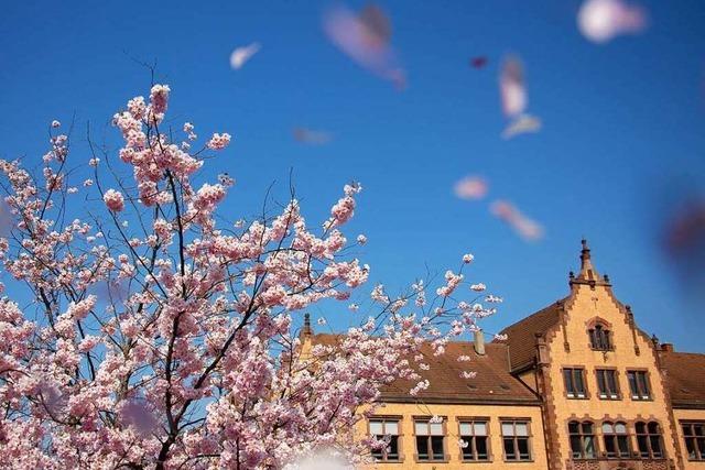 Fotos: Der Frhling lsst Freiburg von seiner schnsten Seite erblhen