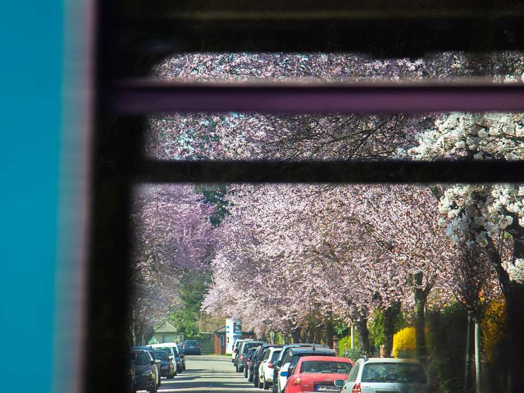 Sonne, Kirschblten, Blumenmeer – in Freiburg ist Frhling.